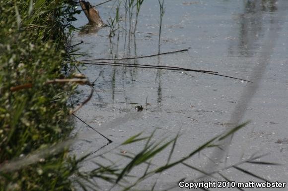 American Bullfrog (Lithobates catesbeianus)