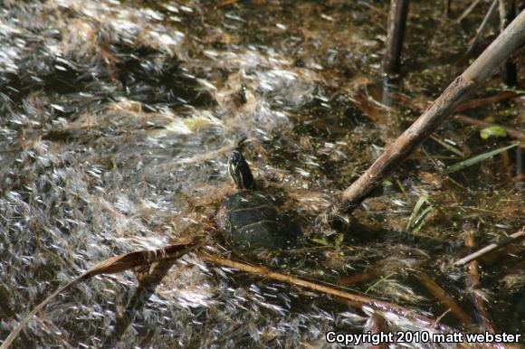 Eastern Painted Turtle (Chrysemys picta picta)