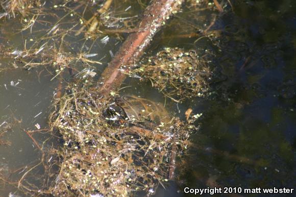 Eastern Painted Turtle (Chrysemys picta picta)