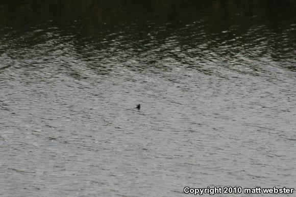 Northern Red-bellied Cooter (Pseudemys rubriventris)