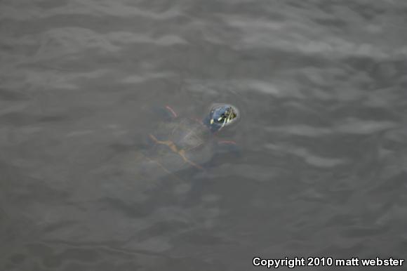 Eastern Painted Turtle (Chrysemys picta picta)