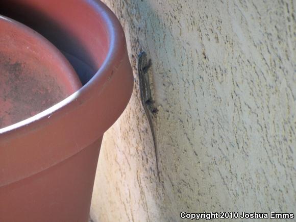 Southwestern Fence Lizard (Sceloporus cowlesi)