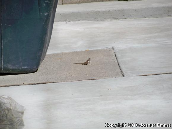 Southwestern Fence Lizard (Sceloporus cowlesi)