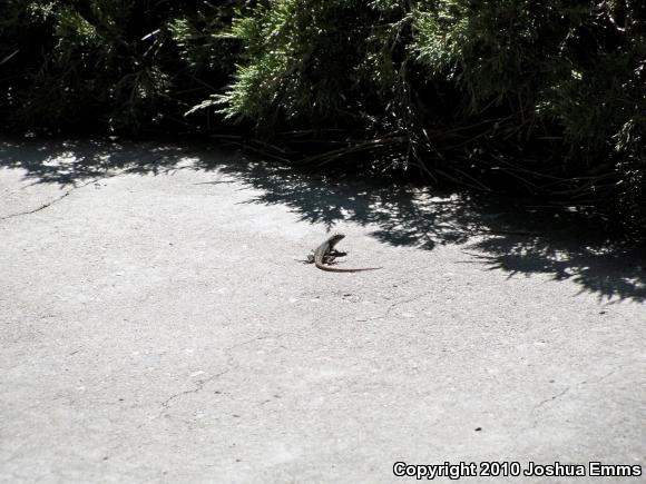 Southwestern Fence Lizard (Sceloporus cowlesi)