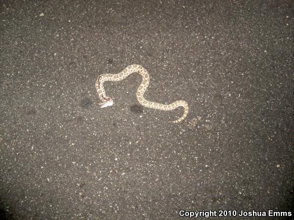 Desert Massasauga (Sistrurus catenatus edwardsii)