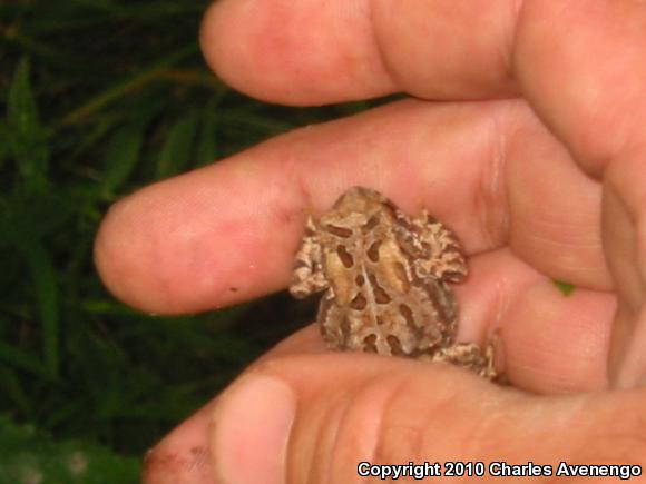 Eastern American Toad (Anaxyrus americanus americanus)