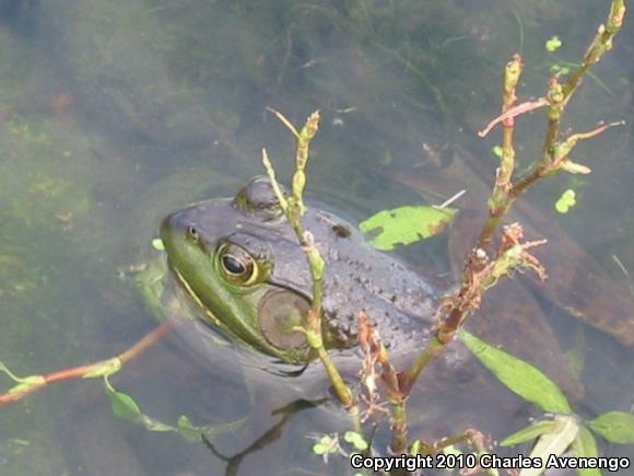 American Bullfrog (Lithobates catesbeianus)