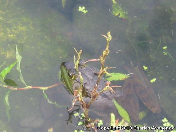 American Bullfrog (Lithobates catesbeianus)