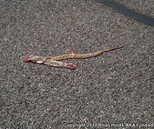 Sonoran Gopher Snake (Pituophis catenifer affinis)