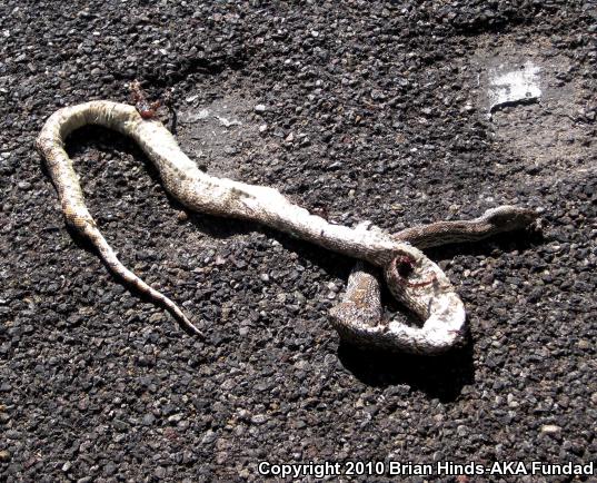 Sonoran Gopher Snake (Pituophis catenifer affinis)