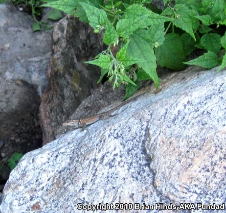 Yarrow's Lizard (Sceloporus jarrovii)