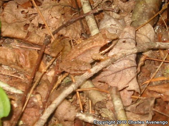 Wood Frog (Lithobates sylvaticus)