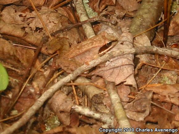 Wood Frog (Lithobates sylvaticus)