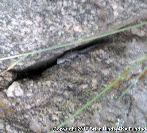 Ornate Tree Lizard (Urosaurus ornatus)