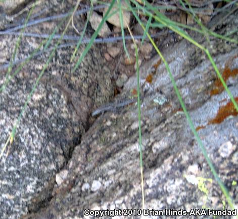 Ornate Tree Lizard (Urosaurus ornatus)