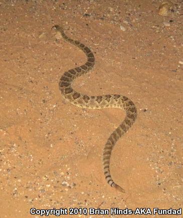 Mohave Rattlesnake (Crotalus scutulatus)