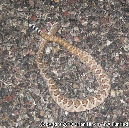 Western Diamond-backed Rattlesnake (Crotalus atrox)