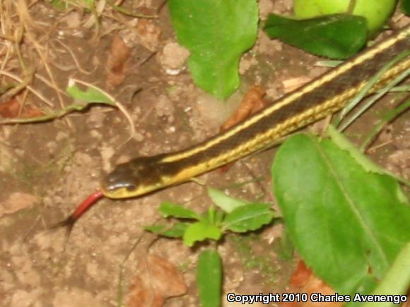 Maritime Gartersnake (Thamnophis sirtalis pallidulus)