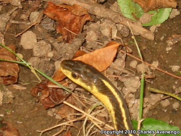 Maritime Gartersnake (Thamnophis sirtalis pallidulus)