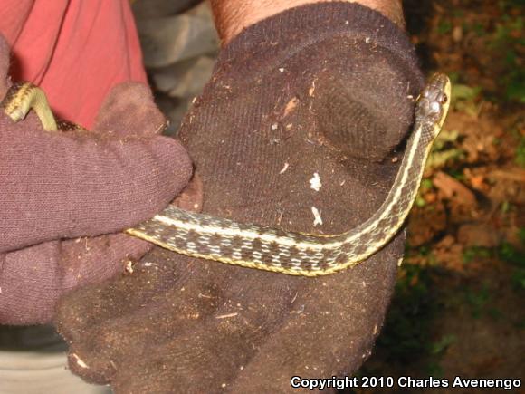 Maritime Gartersnake (Thamnophis sirtalis pallidulus)