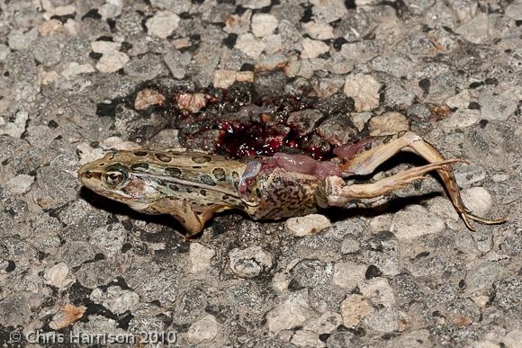 Rio Grande Leopard Frog (Lithobates berlandieri)