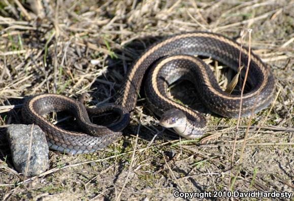 Northwestern Gartersnake (Thamnophis ordinoides)