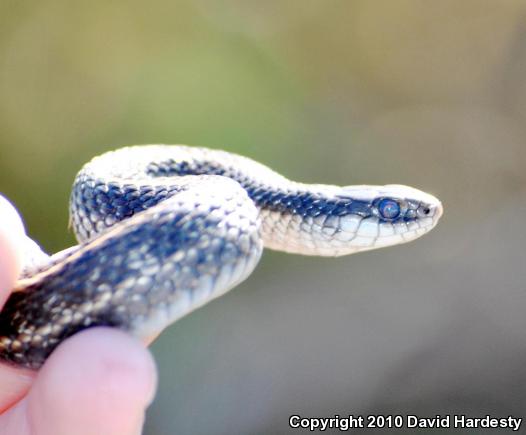 Northwestern Gartersnake (Thamnophis ordinoides)