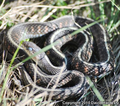 Red-Spotted Gartersnake (Thamnophis sirtalis concinnus)