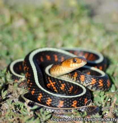 Red-Spotted Gartersnake (Thamnophis sirtalis concinnus)