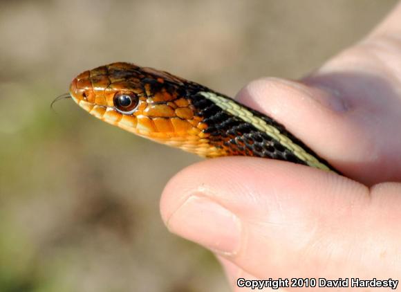 Red-Spotted Gartersnake (Thamnophis sirtalis concinnus)