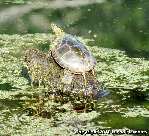 Western Painted Turtle (Chrysemys picta bellii)