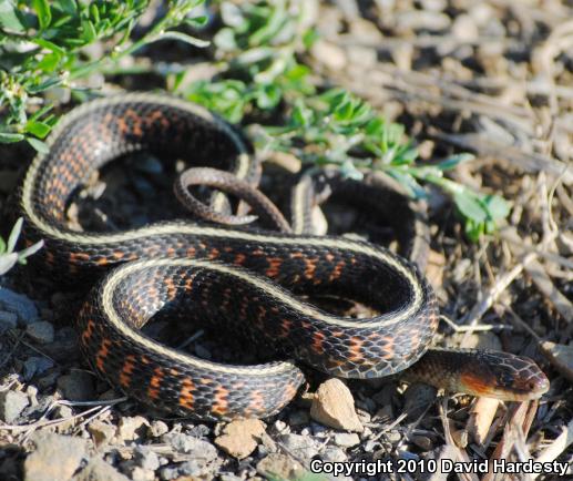 Red-Spotted Gartersnake (Thamnophis sirtalis concinnus)