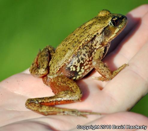 Northern Red-legged Frog (Rana aurora)