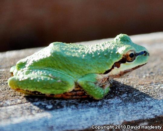 Northern Pacific Treefrog (Pseudacris regilla)