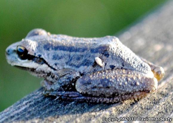 Northern Pacific Treefrog (Pseudacris regilla)