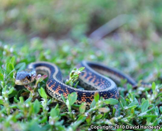 Red-Spotted Gartersnake (Thamnophis sirtalis concinnus)