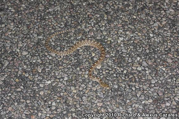 Sonoran Gopher Snake (Pituophis catenifer affinis)