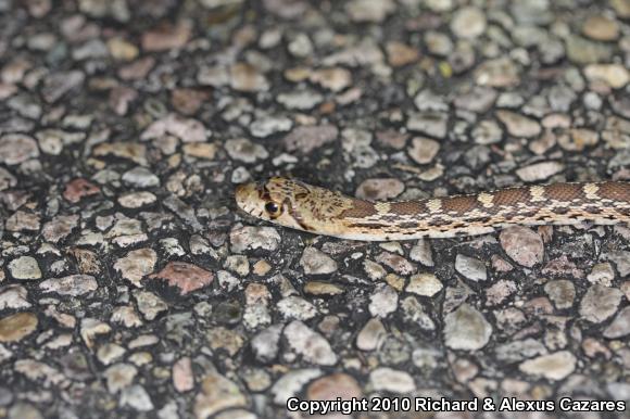 Sonoran Gopher Snake (Pituophis catenifer affinis)