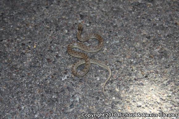 Desert Nightsnake (Hypsiglena chlorophaea)