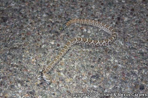 Western Diamond-backed Rattlesnake (Crotalus atrox)