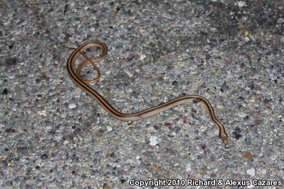 Mountain Patch-nosed Snake (Salvadora grahamiae)