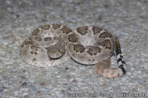 Western Diamond-backed Rattlesnake (Crotalus atrox)