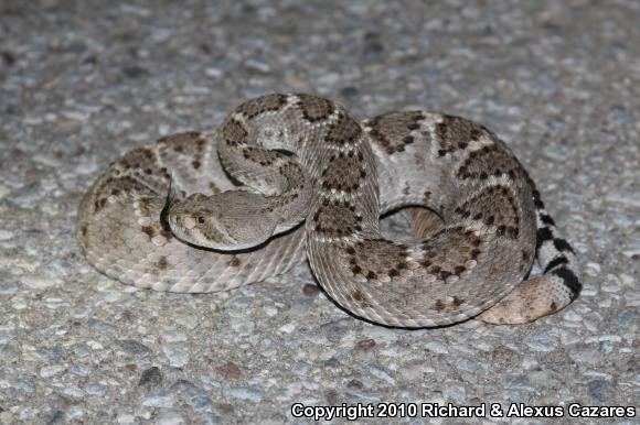 Western Diamond-backed Rattlesnake (Crotalus atrox)