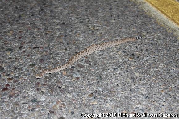 Western Diamond-backed Rattlesnake (Crotalus atrox)