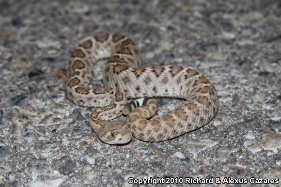 Western Diamond-backed Rattlesnake (Crotalus atrox)