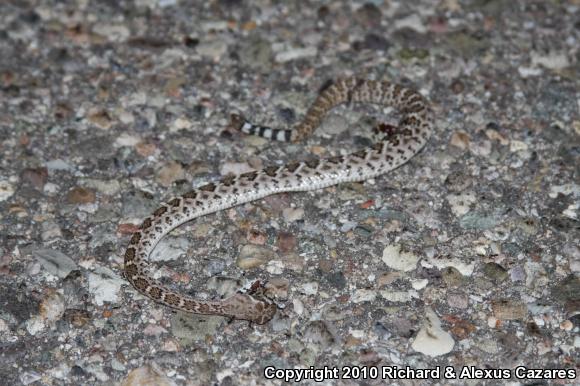 Western Diamond-backed Rattlesnake (Crotalus atrox)