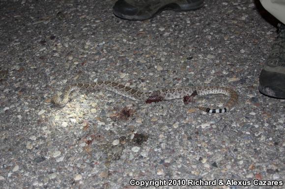 Western Diamond-backed Rattlesnake (Crotalus atrox)