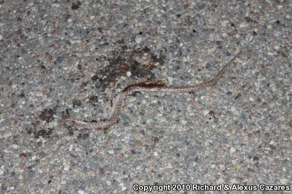 Desert Nightsnake (Hypsiglena chlorophaea)