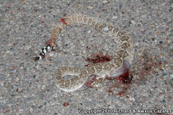 Western Diamond-backed Rattlesnake (Crotalus atrox)