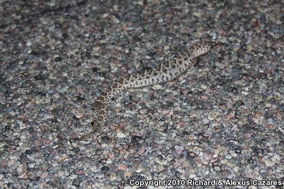 Western Diamond-backed Rattlesnake (Crotalus atrox)